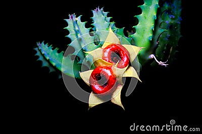Huernia cactus flowers Stock Photo
