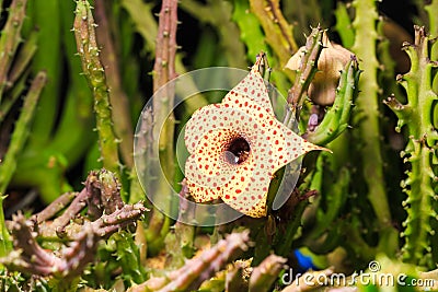 Huernia Hislopii cactus flower Stock Photo