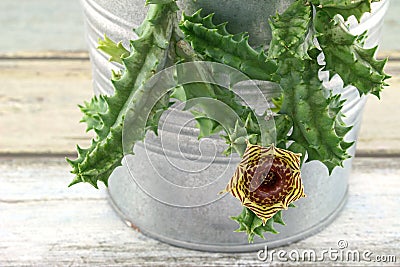 Huernia humilis Haworth Stock Photo