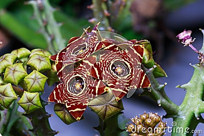 Huernia Zebrina cactus flower Stock Photo