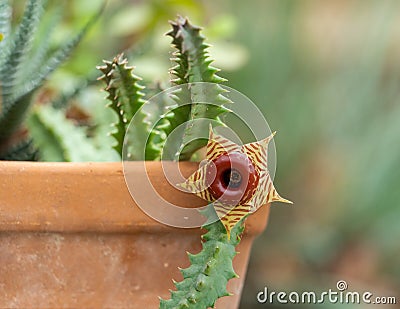 Huernia zebrina, or carrion flower Stock Photo