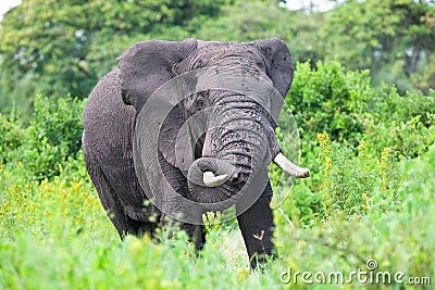 Huge African elephant bull Stock Photo