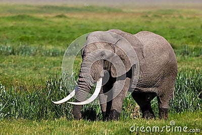 Huge African elephant bull Stock Photo