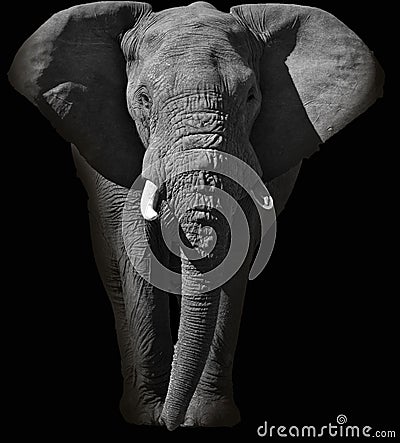 Huge African elephant portrait Stock Photo