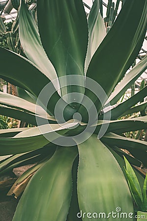 agave close-up in the Botanical garden, greenhouse Stock Photo