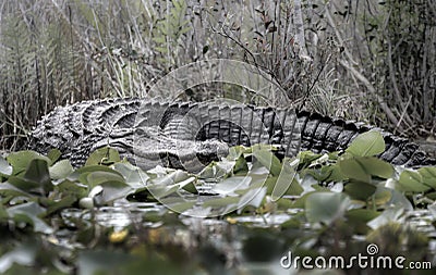 Huge American Alligator on bank of Billy`s Lake in the Okefenokee Swamp, Georgia Stock Photo