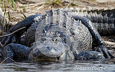 Huge American Alligator, Okefenokee Swamp National Wildlife Refuge Stock Photo