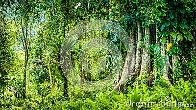 Huge ancient Banyan tree covered by vines in Bali Jungle Stock Photo