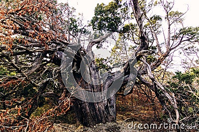 Huge ancient juniper in Utrish reserve in Russia. A large coniferous semi-dry tree was broken by lightning, but still alive Stock Photo