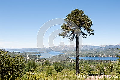 The huge Araucaria tree Stock Photo