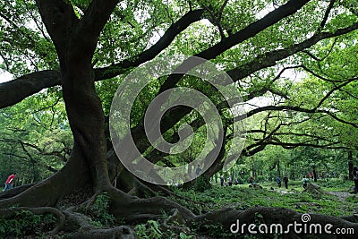 Huge Banian in Xiapu, China Stock Photo