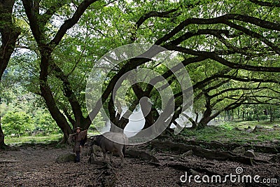 Huge Banian in Xiapu, China Stock Photo