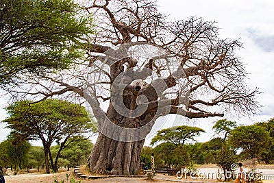 Huge baobab in the entrance of Tarangire National Park, in Tanzania Editorial Stock Photo