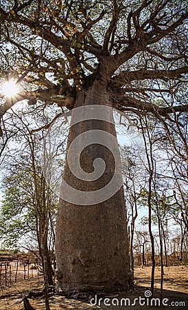 Huge baobabs, Morondava, Menabe Region, Madagascar Stock Photo