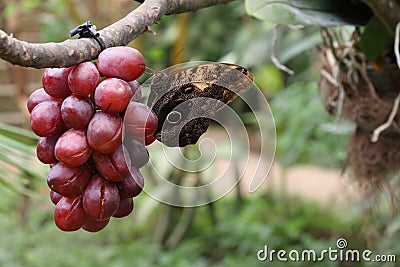 Butterfly sipping grapes Stock Photo