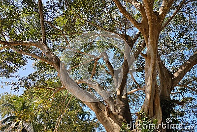 A huge beautiful tree in Bangladesh. Stock Photo