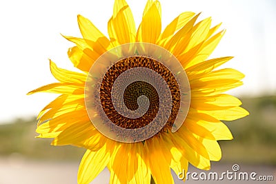 Huge beautiful yellow sunflower in a sunny summer day. Growing ingredients for sunflower oil. Agro-industrial complex. Stock Photo