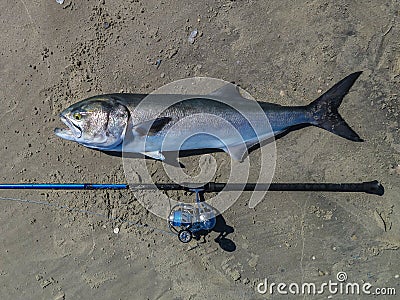 Huge bluefish Stock Photo