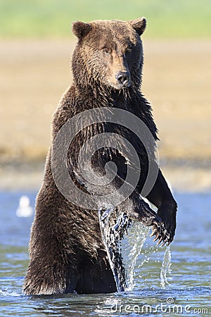 Huge brown bear with long claws standing in river Stock Photo
