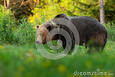 Huge brown bear male looking aside on green summer meadow at sunset. Stock Photo