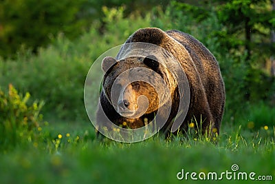 Huge brown bear male standing on a meadow looking forward in summer at sunset. Stock Photo