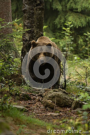 Huge brown bear seen from the front in the woods Stock Photo