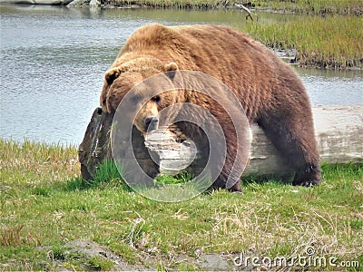 Huge brown grizzly bear on a wooden log in Alaska Stock Photo