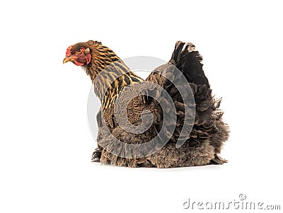 huge brown hen sitting isolated on white Stock Photo