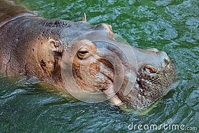 Huge Brown Hippo in the River Stock Photo