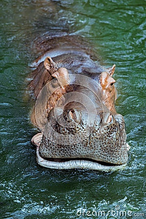 Huge Brown Hippo in the River Stock Photo