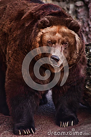 Huge brown Russian bear close up, huge fat carcass with shiny fur, Stock Photo