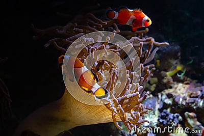 Huge bubble tip anemone on live rock stone move tentacles in flow and host ocellaris clownfish, animal protect fish in nano reef Stock Photo