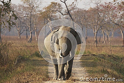 Huge Bull Asian Elephant at Kaziranga Stock Photo