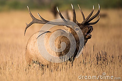 Huge bull elk in rut in Colorado Stock Photo