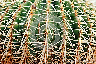 Huge cactus background Stock Photo