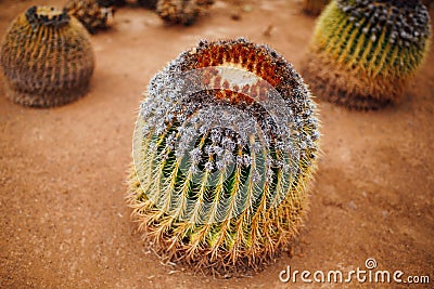 Huge cactus, closeup view Stock Photo