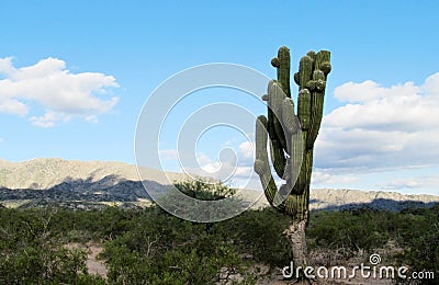 Huge cactus in the field Stock Photo