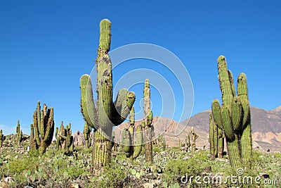 Huge cactus growing in South America Stock Photo