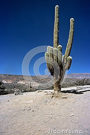 Huge Cactus in Humahuaca ,Salta,Argentina Stock Photo