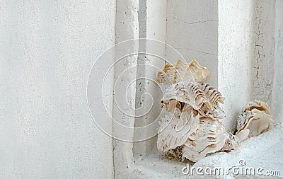 Huge Clam shells compiled on the right corner with a white wall background Stock Photo