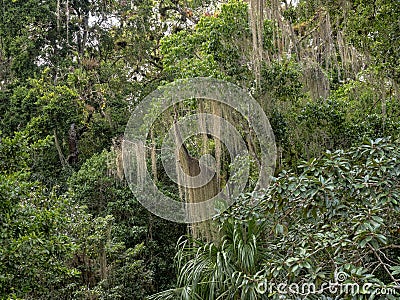 huge combination of Usneoides bromeliad. Mayan city of Tikal Park, Guatemala Stock Photo