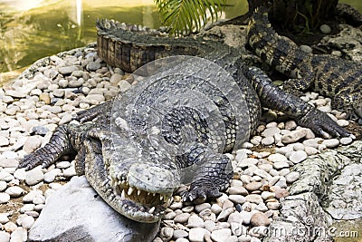 Huge crocodile Stock Photo