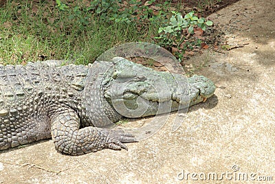 Huge crocodile climbs on the concrete road Stock Photo