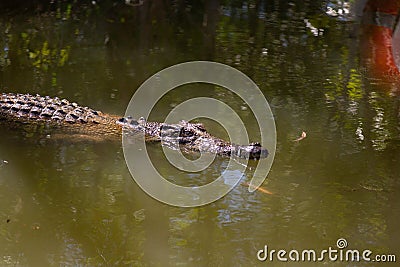 huge crocodile in the river getting close to the tourist boat Stock Photo