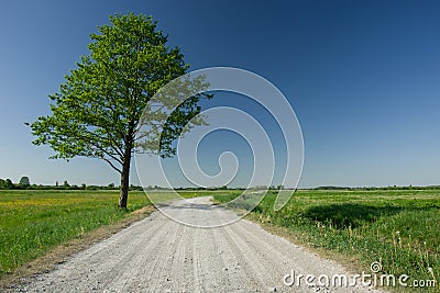 Huge deciduous green tree next to gravel road, horizon and blue sky Stock Photo