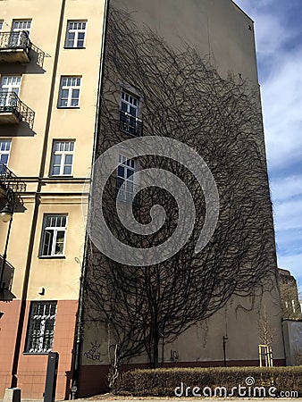 Huge deciduous ivy flower covering the wall of a yellow building in the shape of the shadow of a tree or roots. Stock Photo