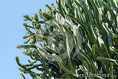 Huge Desert Green Cactus On Sky Stock Photo