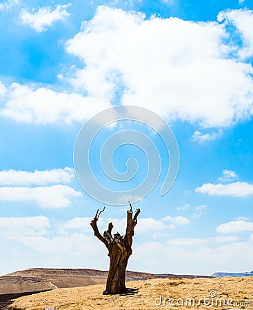 Huge dry stump on a hill Stock Photo
