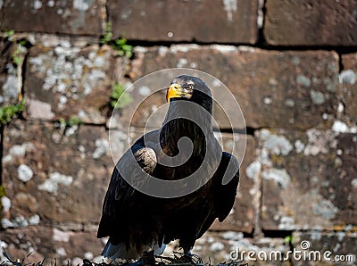 Huge eagle shot close-up of the flora and fauna of Vosges Stock Photo