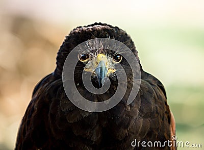 Huge eagle shot close-up of the flora and fauna of Vosges Stock Photo